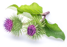 Prickly Heads Of Burdock Flowers On A White Background.