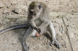 Male macaque monkey sitting, genitals visible