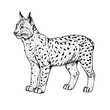 Hand drawn lynx. Vector illustration.