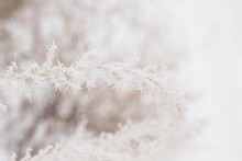 Branch Covered With Snow And Frost