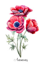 Watercolor Red Anemone Flower
