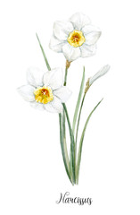 Wall Mural - Watercolor white daffodil flower