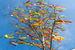 Traditional Czech easter decoration - decorated birch tree (Betula pendula) with colorful ribbons and painted eggs - rural symbol of easter holiday