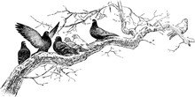 Pigeons On The Tree Branch