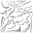 Liana Branches  Sketch