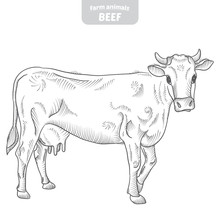 Cow In A Graphic Style, Hand-drawn Vector Illustration.