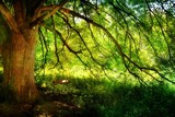Fototapeta Krajobraz - Großer Baum mit Schaukel