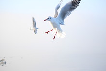 Seagull Approach For A Landing