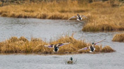Wall Mural - colorful ducks flying over a pond. nisqually wildlife refuge, washington, usa