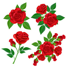 Red Rose Flower Set With Buds And Green Leaves, For Valentine's Day And Love Designs. Realistic Vector Illustration Isolated On White.