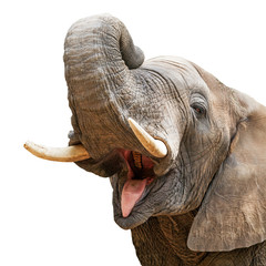 elephant mouth open trunk up closeup