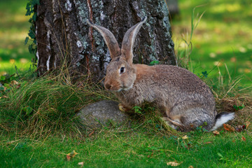 the gray rabbit