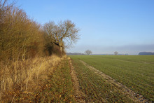 Tall Hedgerow And Wheat