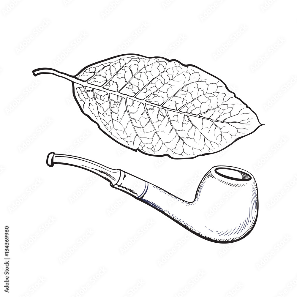 tobacco sketch Luxurious wooden varnished smoking pipe and dry tobacco leaf, sketch vector illustration isolated on white background. Realistic hand-drawing of retro wooden smoking pipe and tobacco leaf Stock Vector tobacco sketch Luxurious wooden varnished smoking pipe and dry tobacco leaf, sketch vector illustration isolated on white background. Realistic hand-drawing of retro wooden smoking pipe and tobacco leaf Stock Vector