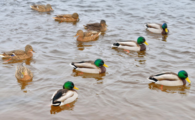 Wall Mural - Ducks on the water.