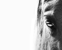 Eye Of The Black And White Horse