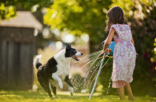 Young Girl And Dog Playing With A Sprinkler In A Back Yard.