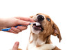Zahnpflege beim Hund  