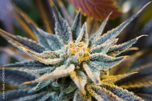 Zdjęcie XXL Kwiat marihuany makro
