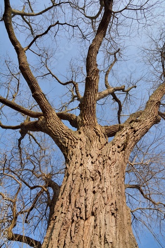 Foto Arbre classé . Peuplier hybride de peuplier noir.