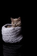 Kot w koszyku 