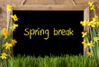 Flower Narcissus, Chalkboard, Text Spring Break