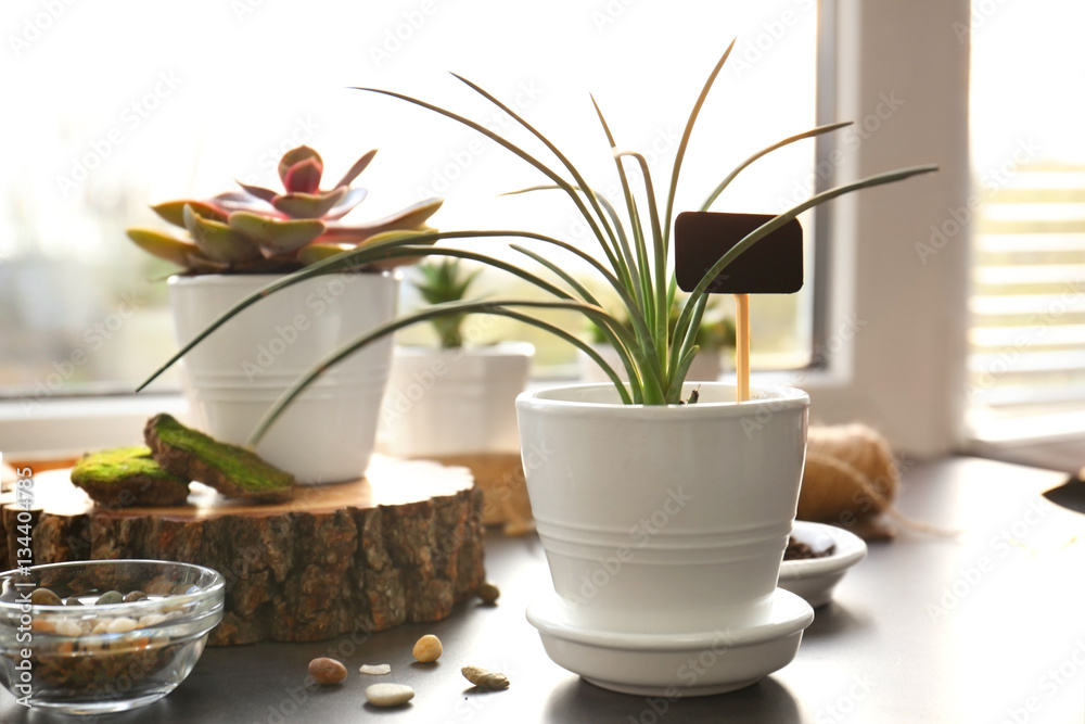 Beautiful houseplant on windowsill
