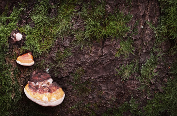 Poster - Tree stump with mushroom, closeup