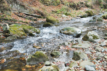 Canvas Print - Mountain stream with rocks in forest