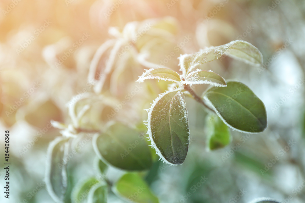 Frozen rose sprigs with green leaves on blurred winter background