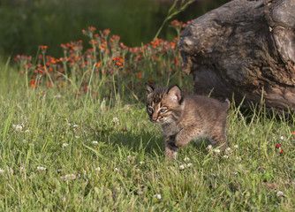 Wall Mural - Cute Bobcat Kitten Walking in Meadow