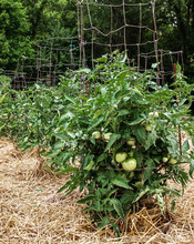 Unripe Green Tomatoes On Healthy Lush Plants In A Home Vegetable Garden.  Tomato Plants Are Supported By Sturdy Metal Cages Lined Up In Rows Mulched With Golden Straw Growing In The Outside Sun.  