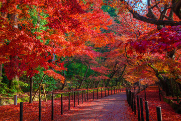 Wall Mural - 京都　光明寺の紅葉