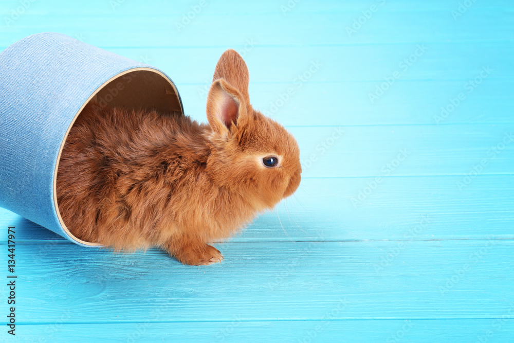 Cute funny rabbit and box on color wooden background