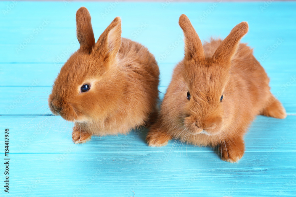 Cute funny rabbits on color wooden background