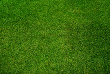 Green Grass Texture Background, Top View