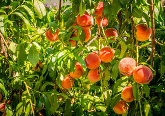  Персиковое дерево со спелыми плодами