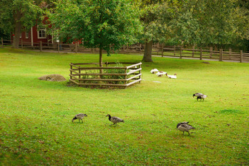 Wall Mural - Geese in backyard of house