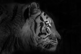Fototapeta Zwierzęta - tiger