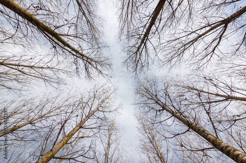 Chopos canadienses hacia el cielo. Populus canadensis. © LFRabanedo