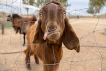 Funny Looking Brown Goat With Tongue