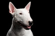 Close-up portrait of Happy White Bull Terrier Dog Looking side on isolated black background, profile view