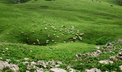 sheep and goats grazed on a spring meadow on the hill