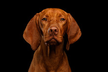 Close-up Portrait Of Hungarian Vizsla Dog Serious Looking In Camera On Isolated Black Background, Front View