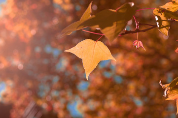 the orange or yellow maple leaves on blue sky background among sunlight