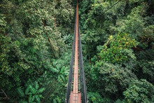 Hanging Bridge Inside Evergreen Forest