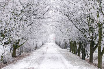 Canvas Print - frostige Alle im Winter mit reifbedeckten Bäumen