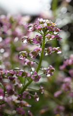 Wall Mural - Bright rain drops on tiny flower