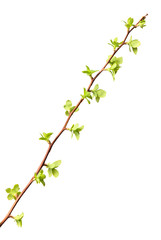 Wall Mural - Twig with first tiny leaves