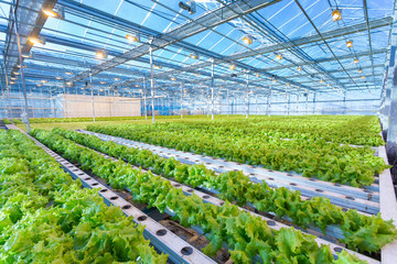 Green salad growing in greenhouse